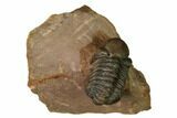Curled Reedops Trilobite With Nice Eyes - Lghaft , Morocco #164638-1
